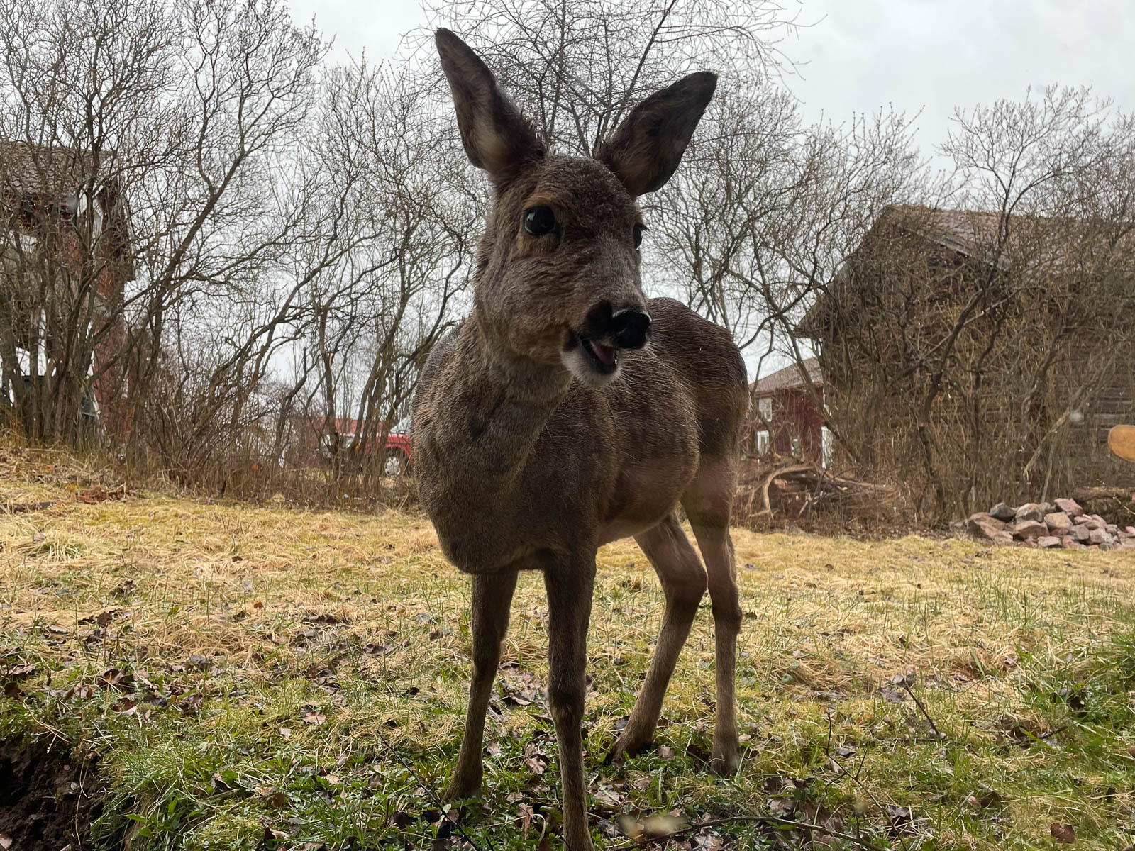 Deer visiting the garden
