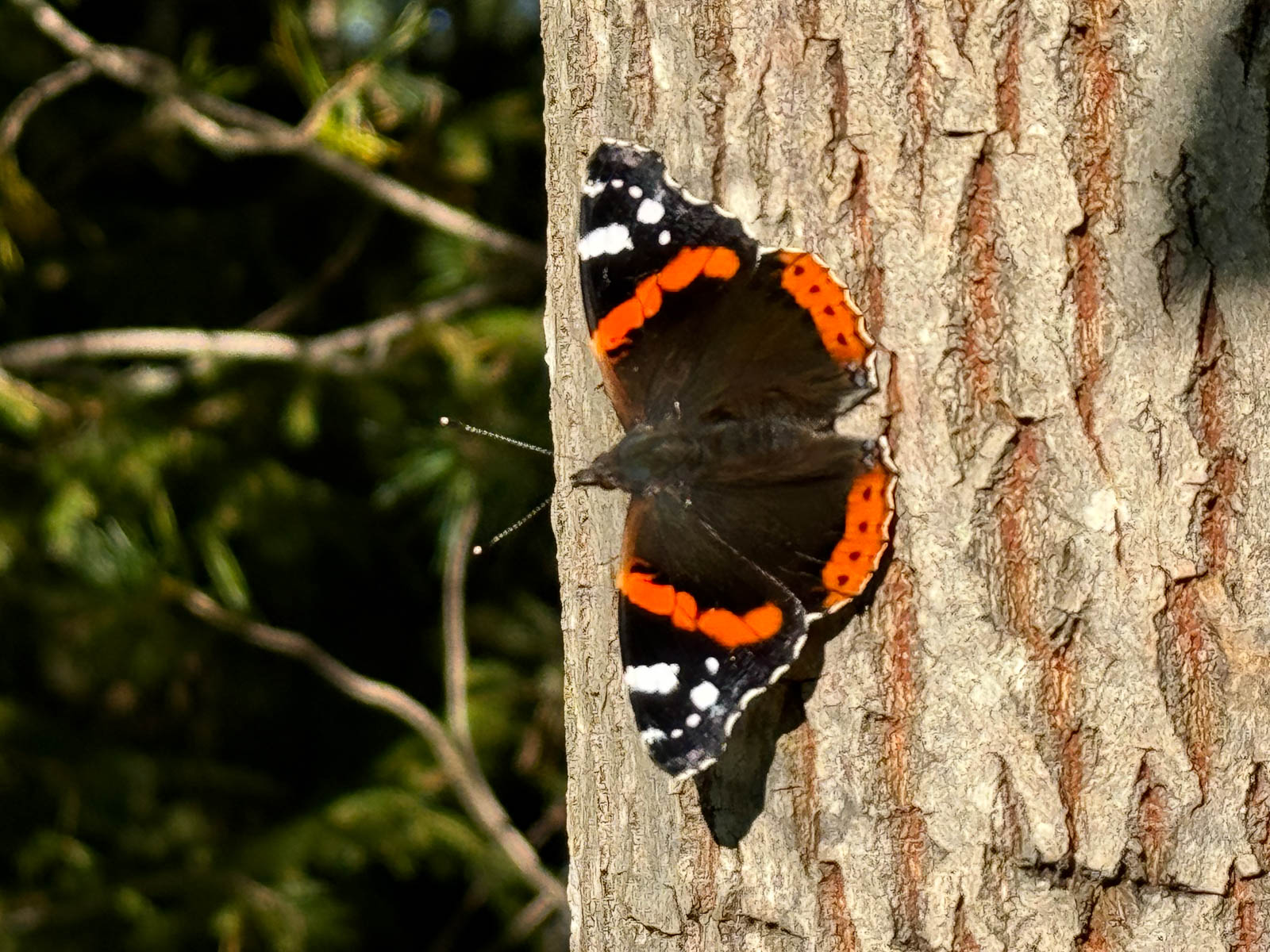 Chickens at Muntergården